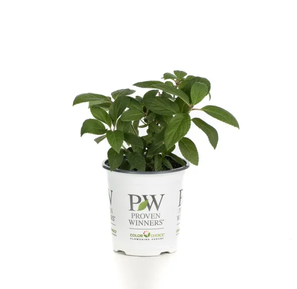 Proven Winners Bobo Hardy Hydrangea Paniculata Live Shrub, Size: 1, White