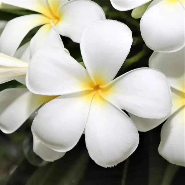 White Hawaiian Plumeria Cutting - Apx. 9 - 12 Inches Long #F1