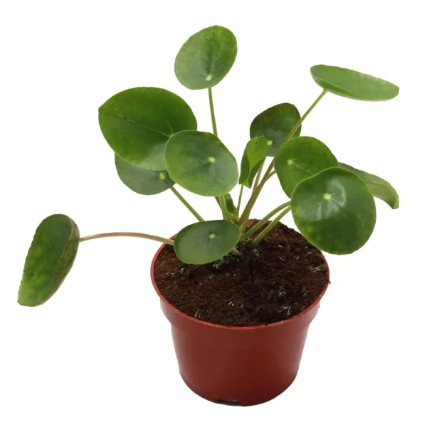 California Tropicals Rare Chinese Money Plant (Pilea Peperomioides) - Live House Plant, 4 inch Pot for Easy Care, Perfect for of