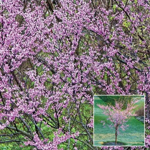 Redbud Dormant Starter Bare Root Flowering Tree, 1-Pack