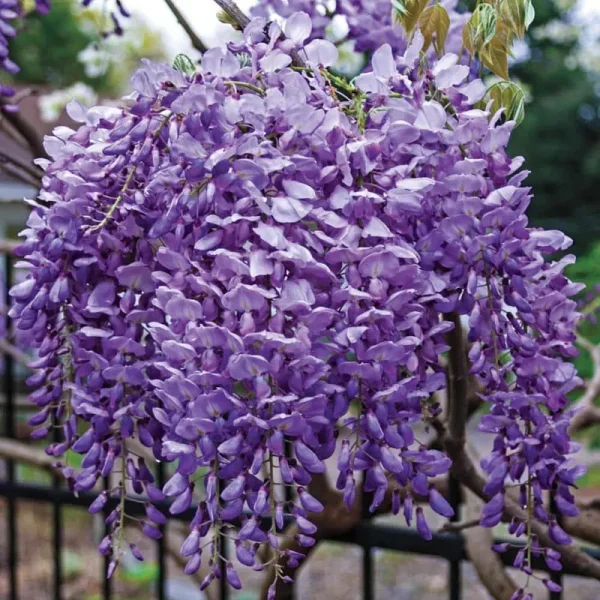 Japanese Wisteria Dormant Bare Root Vine, 1-Pack