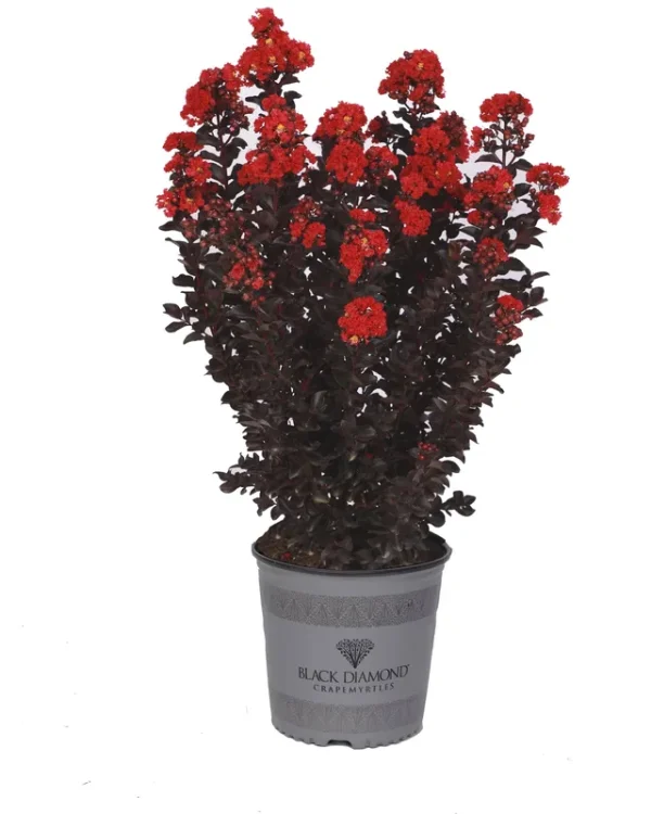 2 Gal Radiant Red Deciduous Crape Myrtle Tree