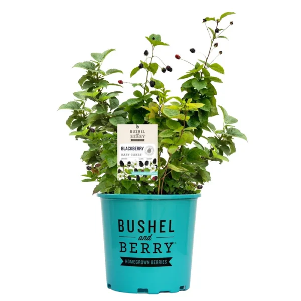Bushel and Berry 2 gal. Blackberry Baby Cakes Shrub