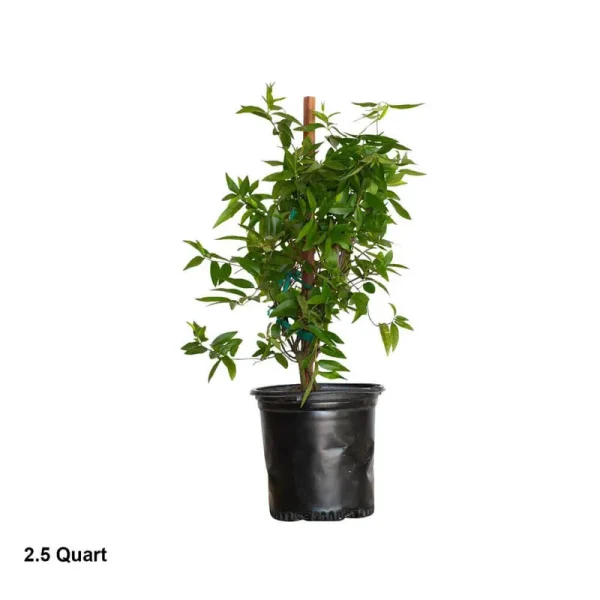 Jessamine Carolina 2.5 Quart