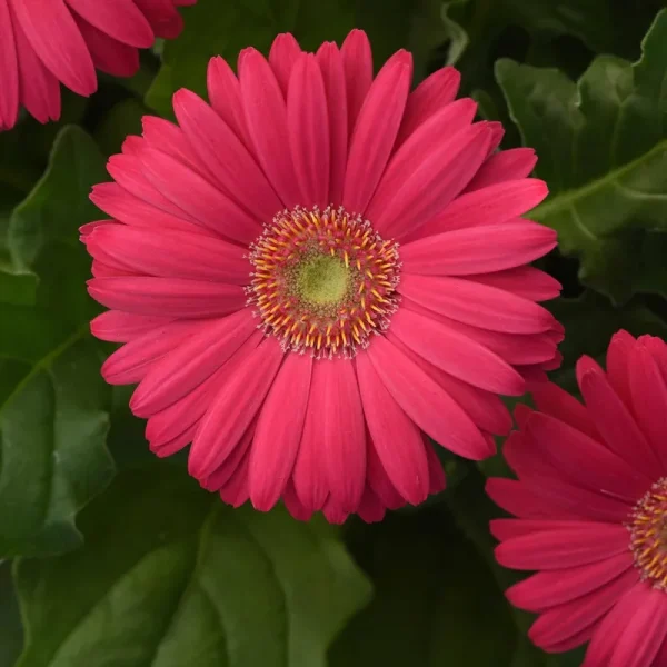 Outsidepride Gerbera Seeds - Pink - 10 Seeds