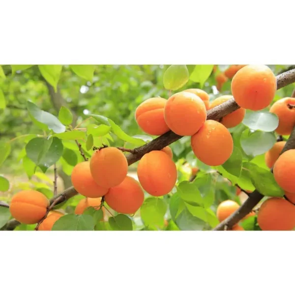 Online Orchards Dwarf Blenheim Apricot Tree - Richest Flavor and Richest History (2 Years Old and 3-4 Feet Tall)