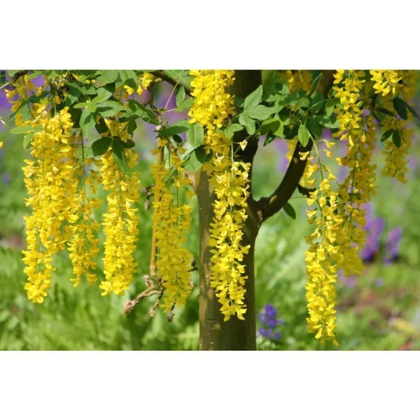 Golden Chain Tree (Bare Root, 3 ft. to 4 ft. Tall)