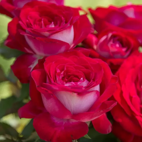 Breck's - Double Delight Dormant Bare Root Hybrid Tea Rose, Includes One Plant per Order