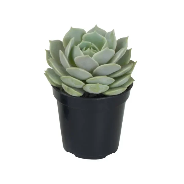 9cm Succulents