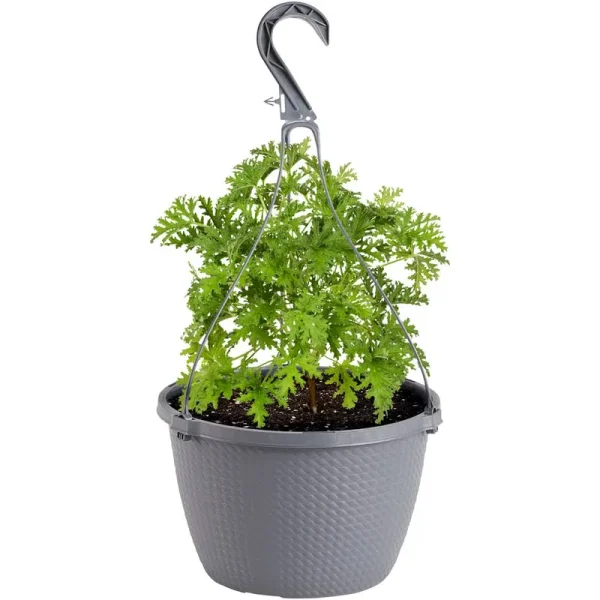 Bonnie Plants Mo 10" Generic Basket Citronella - 10 ct