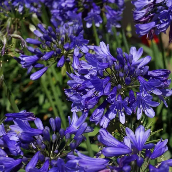 Ever Sapphire Agapanthus 2.5 Quart