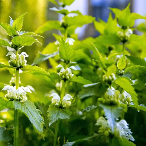 Outsidepride Stinging Nettle Seeds - 5000 Seeds