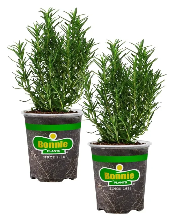 Bonnie Plants Rosemary in 2-Pack Pot | 207195