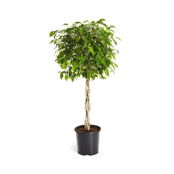 Benjamina Ficus Tree - Cannot Ship to AZ