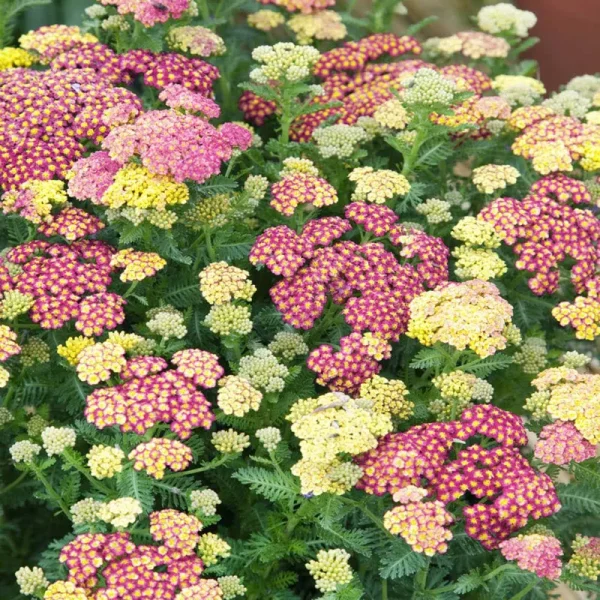 Outsidepride Yarrow Seeds - Pastels - 1000 Seeds
