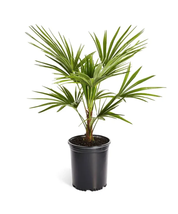 Brighter Blooms - Windmill Palm Tree, 3 gal. - No Shipping to AZ