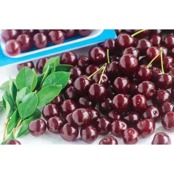 Romeo Dwarf Cherry - 1