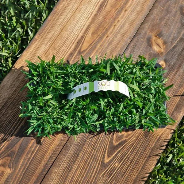 SodPods St Augustine Palmetto Grass Plugs (16-Count) Natural, Affordable Lawn Improvement