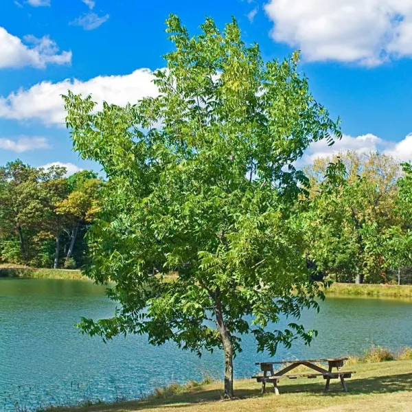 Hardy Pecan Tree