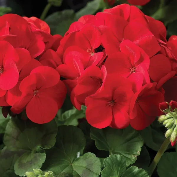 Maverick F1 Series Geranium Flower Garden Seeds - Scarlet - 100 Seeds
