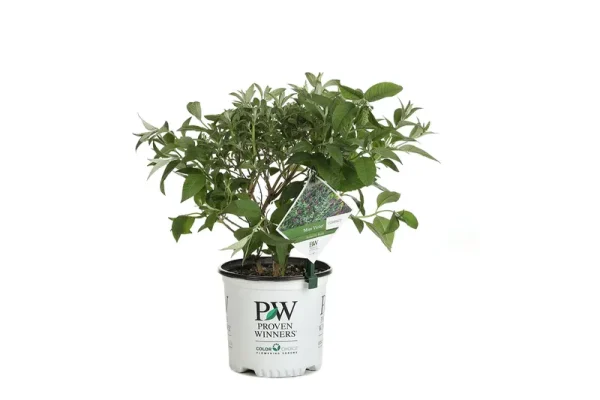 Proven Winners Miss Violet Butterfly Bush (Buddleia) Live Shrub, Purple Flowers, 1 Gallon
