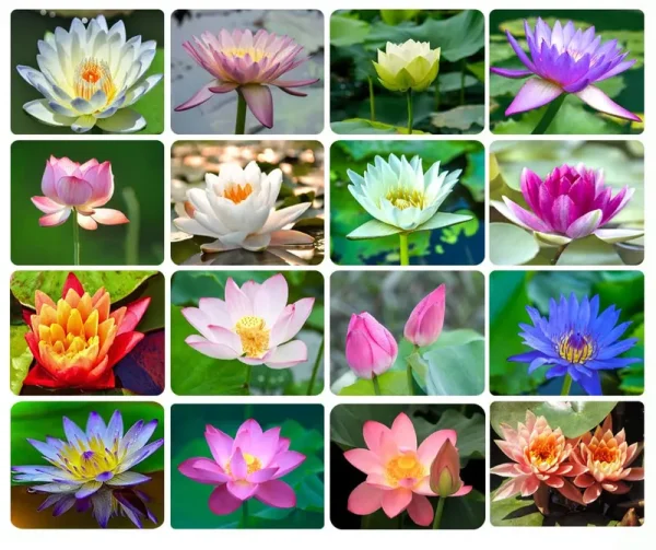 30pcs Bowl Lotus Seeds Bonsai Lotus Seeds for Planting, Water Lily Flower, Aquatic Plants Seeds, Pond Plants,Non-GMO Home Garden Plant Seeds,