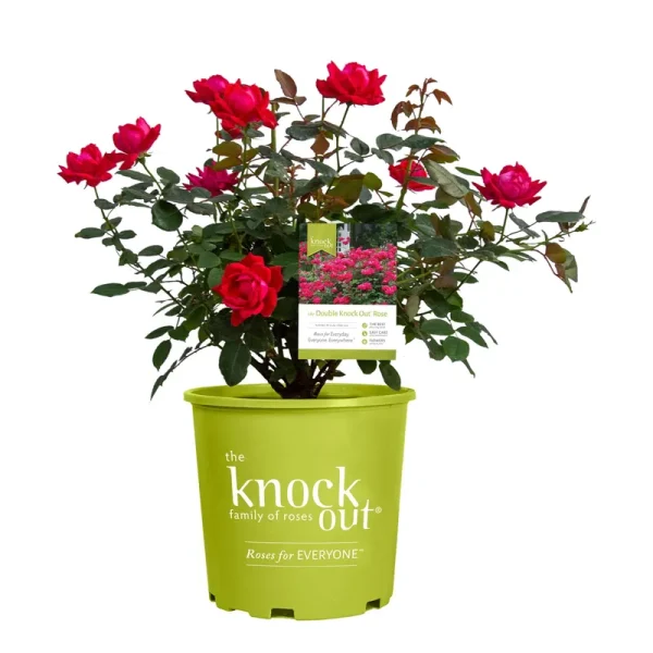 Knockout Double Red Rose