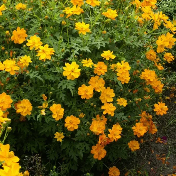 Outsidepride Cosmos Sulphureus Seeds - Orange - 1000 Seeds