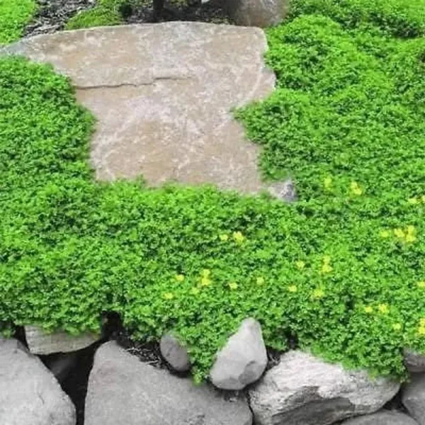 Outsidepride Herniaria Glabra Seeds - 5000 Seeds