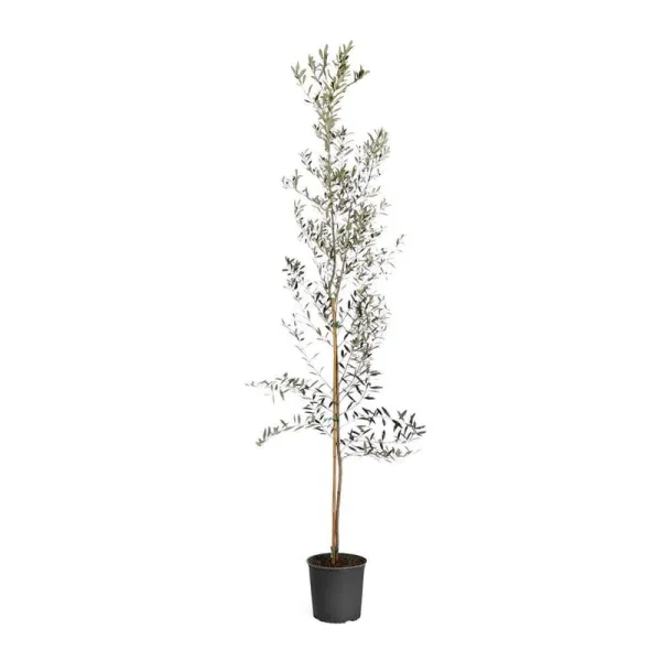 Arbequina Olive Tree, Size: 5-6 ft.
