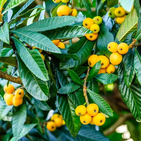 2-3 ft. - Loquat Tree - Sub-tropical But Not Sub-Par Outdoor Plant