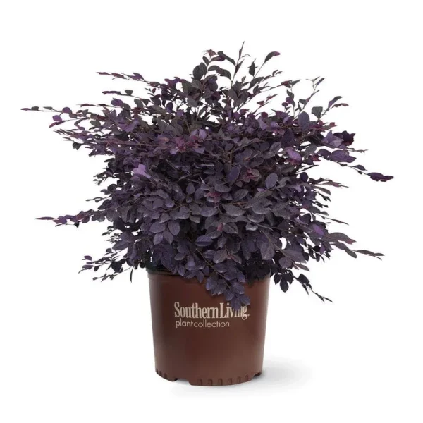 3 gal. Purple Diamond Semi-Dwarf Loropetalum, Evergreen Shrub with Pur