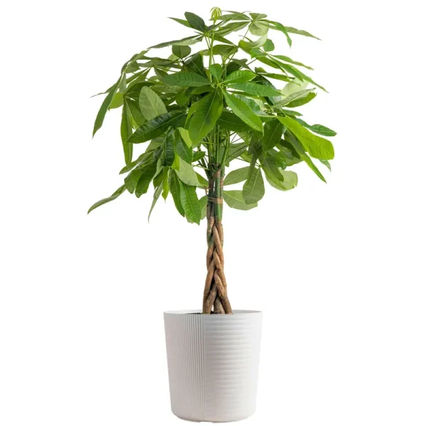 Costa Farms Pachira, Money Tree, Live Indoor Plant 3-4 Feet Tall, in Decor Planter