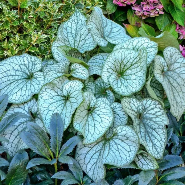 Spring Hill Nurseries 1-Pack in Bareroot Alexander's Great Brunnera