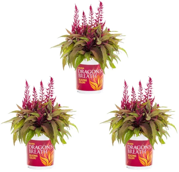Dragons Breath 2.5qt Red Celosia Live Plants (3 Pack) with Grower Pots