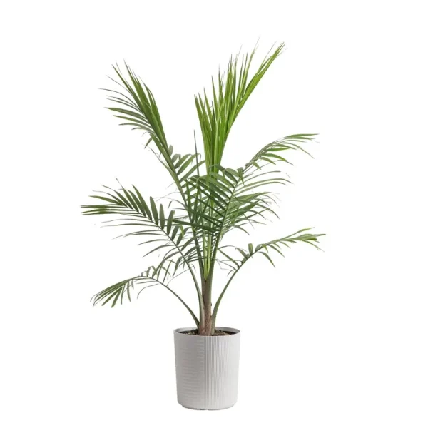 Costa Farms Plants with benefits Live Plant Green Majesty Palm Plant in 10in Decor Pot, Size: Large