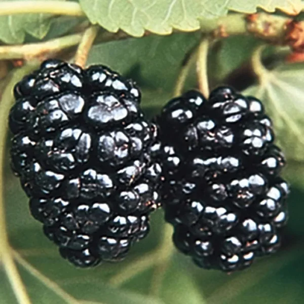 Mulberry Bush Dormant Bare Root Fruiting Plant (1-Pack)