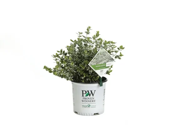 Proven Winners White Album Wintercreeper Euonymus Live Shrub - EUOPRC1036101