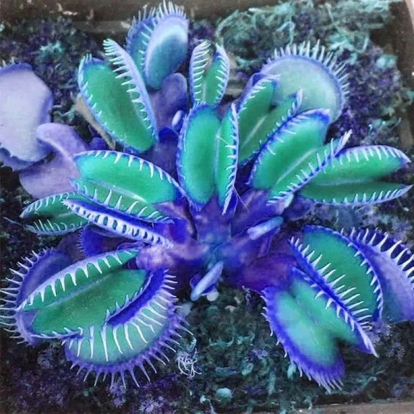 QAUZUY Garden 20 Blue Clip Venus Flytrap Plant Seeds Rare Tropical Exotic Plant Very Hardy Heat Tolerance Perennial House Plant Easy to Grow
