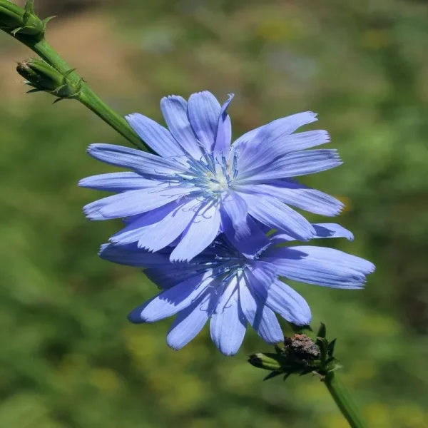 Outsidepride Chicory Seeds - 1 lb