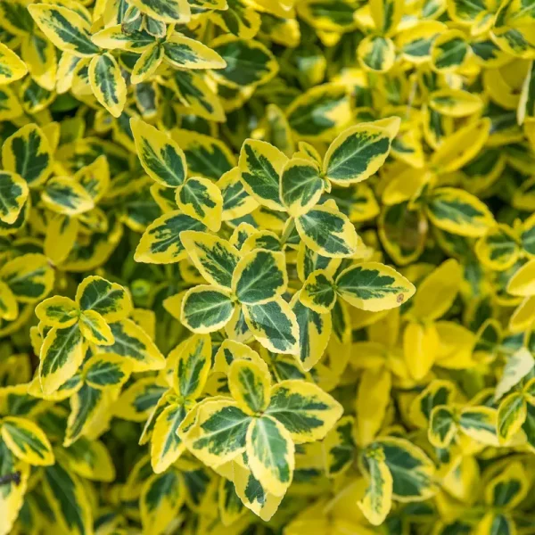 Emerald and Gold Euonymus Broadleaf Evergreen Groundcover Shrub, Grown in A 2.25 Gallon Pot (1-Pack)