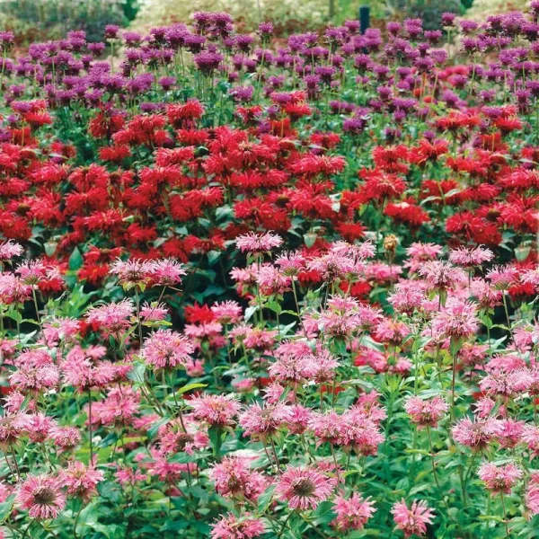 Bee Balm Mixture Dormant Bareroot Flowering Starter Plants (3-Pack)
