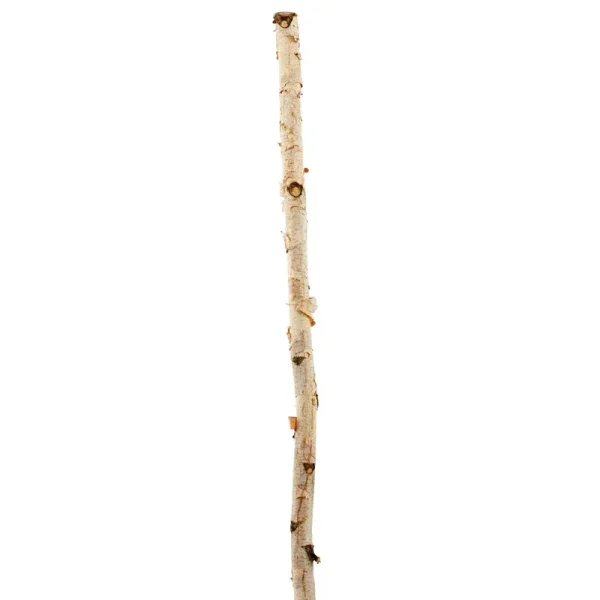 Ashland Natural River Birch - Each