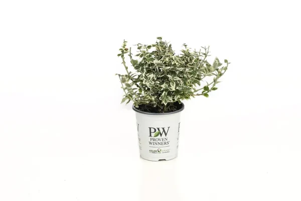 Proven Winners White Album Wintercreeper Euonymus Live Shrub - EUOPRC1037800
