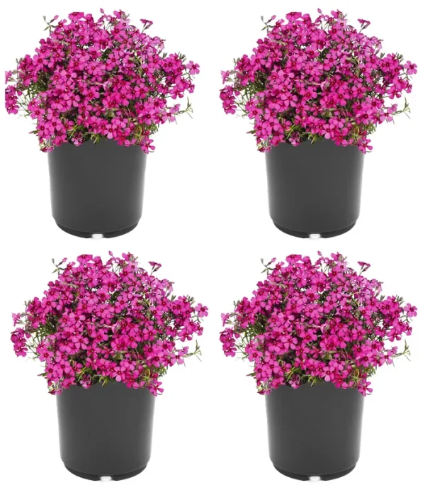 Lowe's Pink Creeping Phlox in 2.5-Quart Pot 4-Pack | 1359