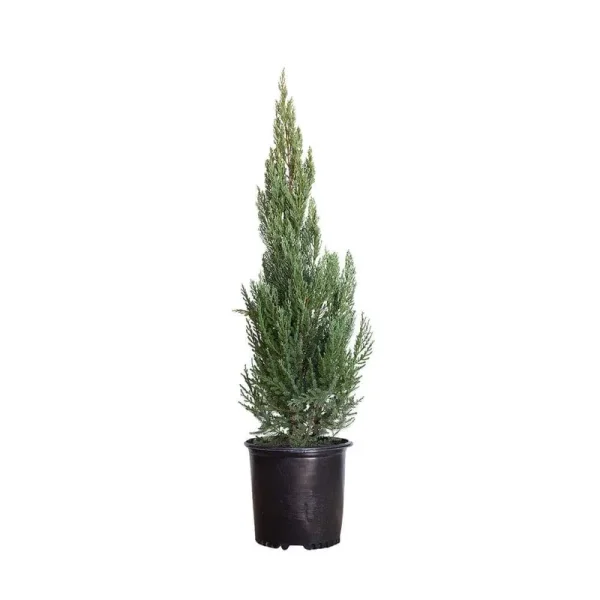 2.5 Gal - Blue Point Juniper - Live Evergreen Shrub/Tree