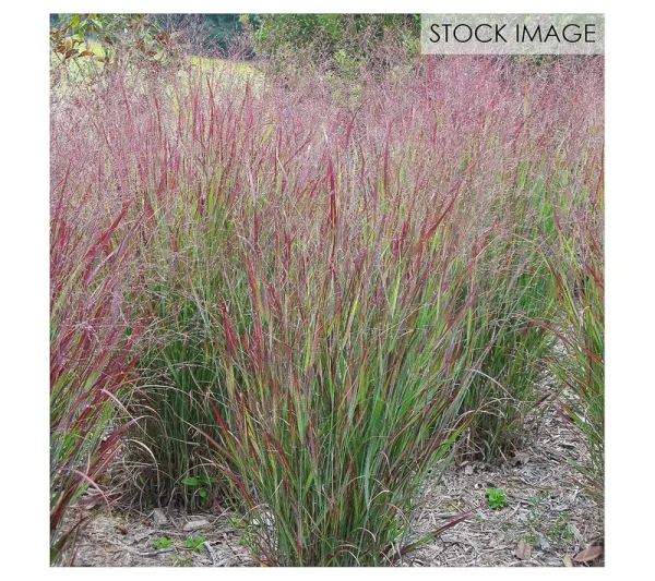 Van Zyverden Ornamental Grass Red Switch Grass One 3.25 in. Dormant Potted Plant, 84590