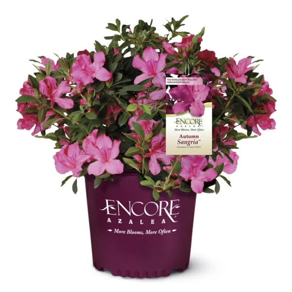Encore Azalea 1 gal. Autumn Sangria Azalea Shrub