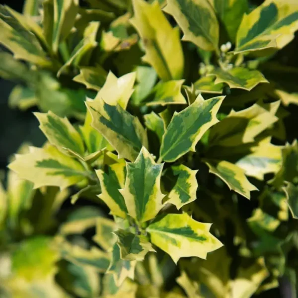 Golden Oakland Holly 3 Gal