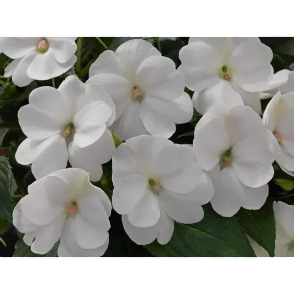 2 gal. Compact White SunPatiens Impatiens Outdoor Annual Plant with White Flowers in 12 in. Hanging Basket